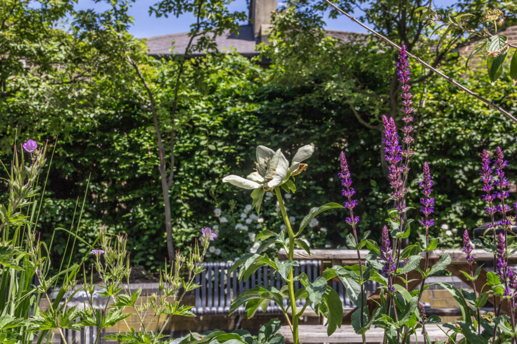 Courtyard garden at Chelsea and Westminster Hospital, June 2021