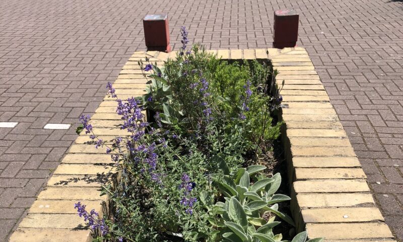 Bee Healthy planter at St. Bartholomew’s Medical Centre, Oxford