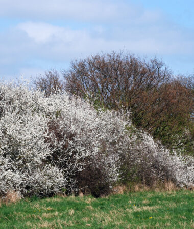 UK hedgerow