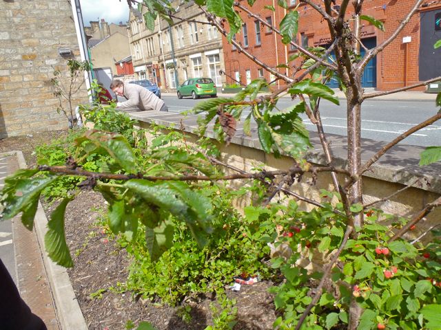 Todmorden Group Practice fruit trees and bushes