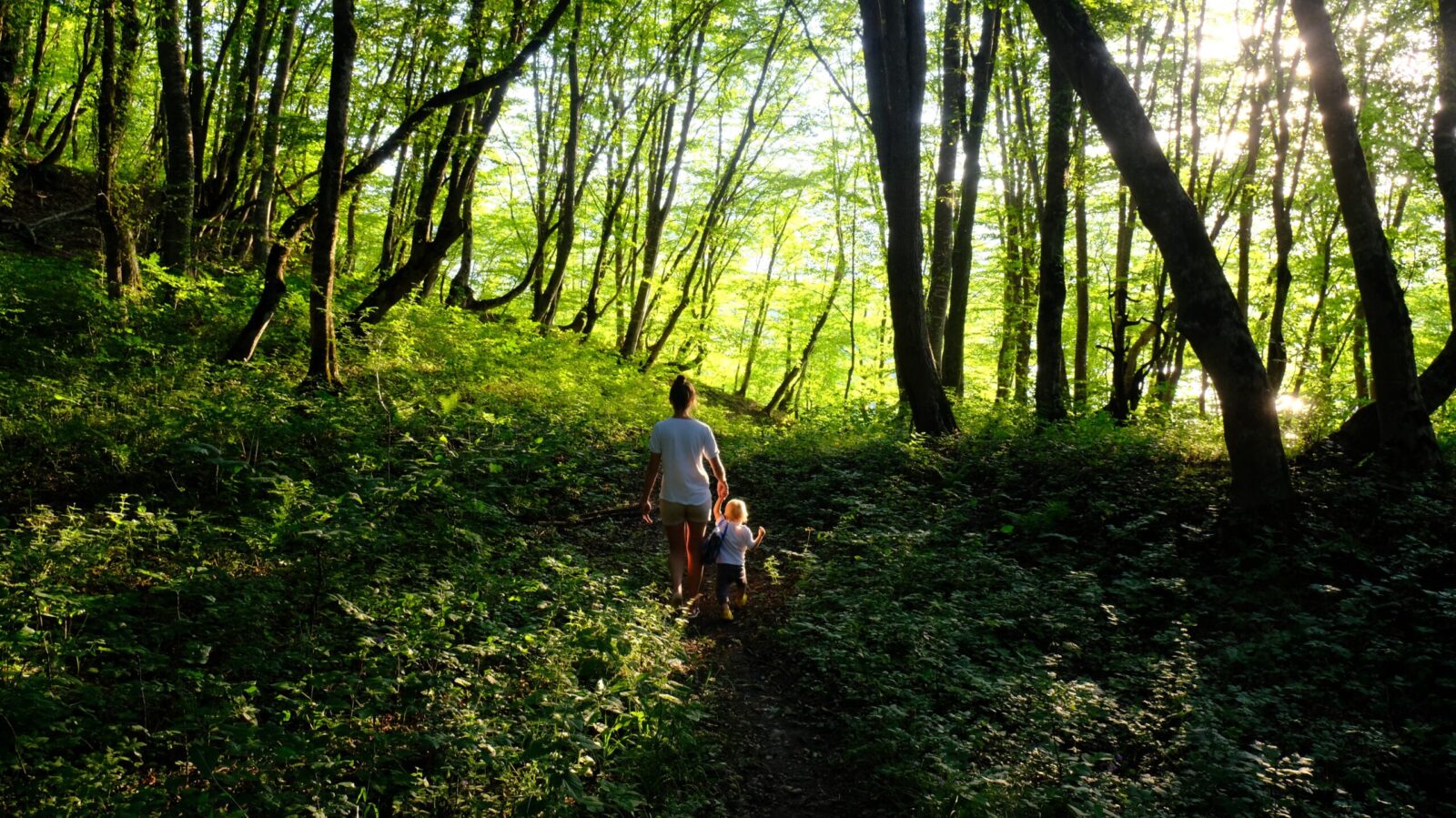 Woodland walk