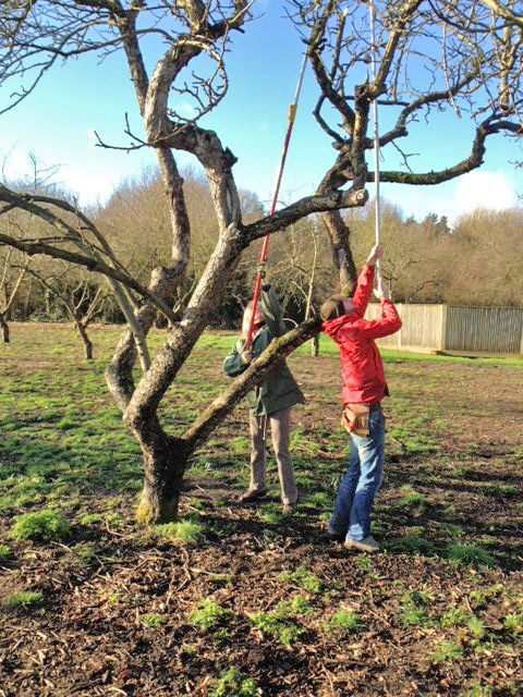 Volunteers restoring the heritage orchard at Bethlem Royal Hospital. Photo: Bethlem Royal Hospital