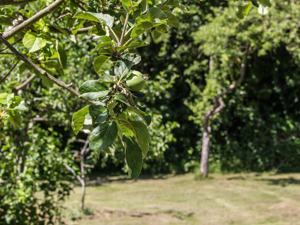 Apples on a tree in Bethlem Royal Hospital's orchard