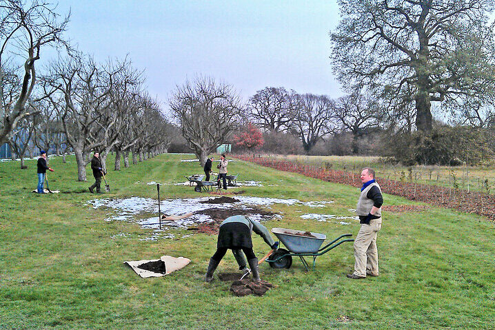 Volunteers restoring Bethlem's orchard