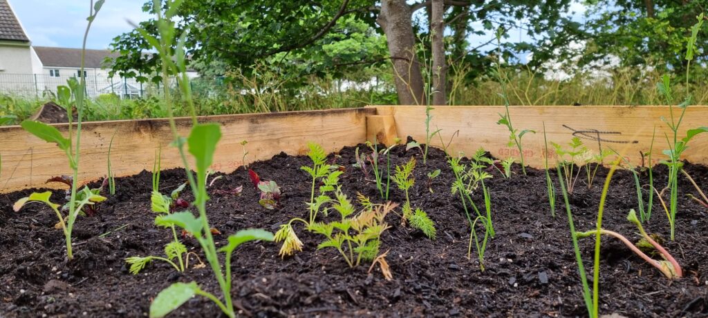 Raigmore Gardens - Growing Together