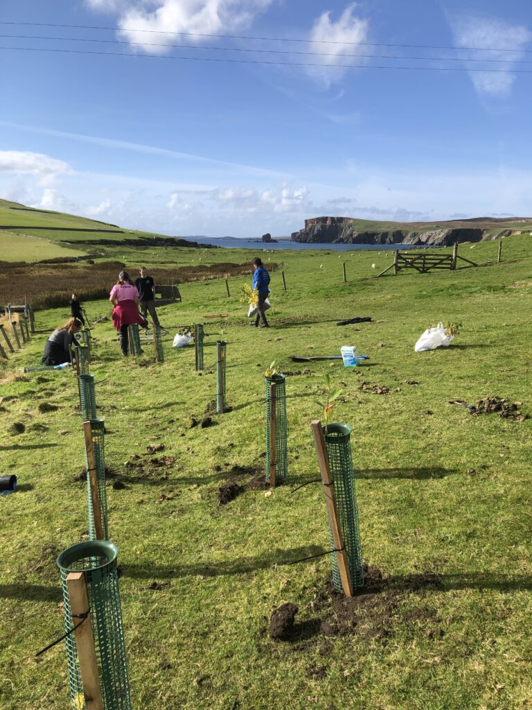 Tree planting at Hillswick Health Centre, Shetland