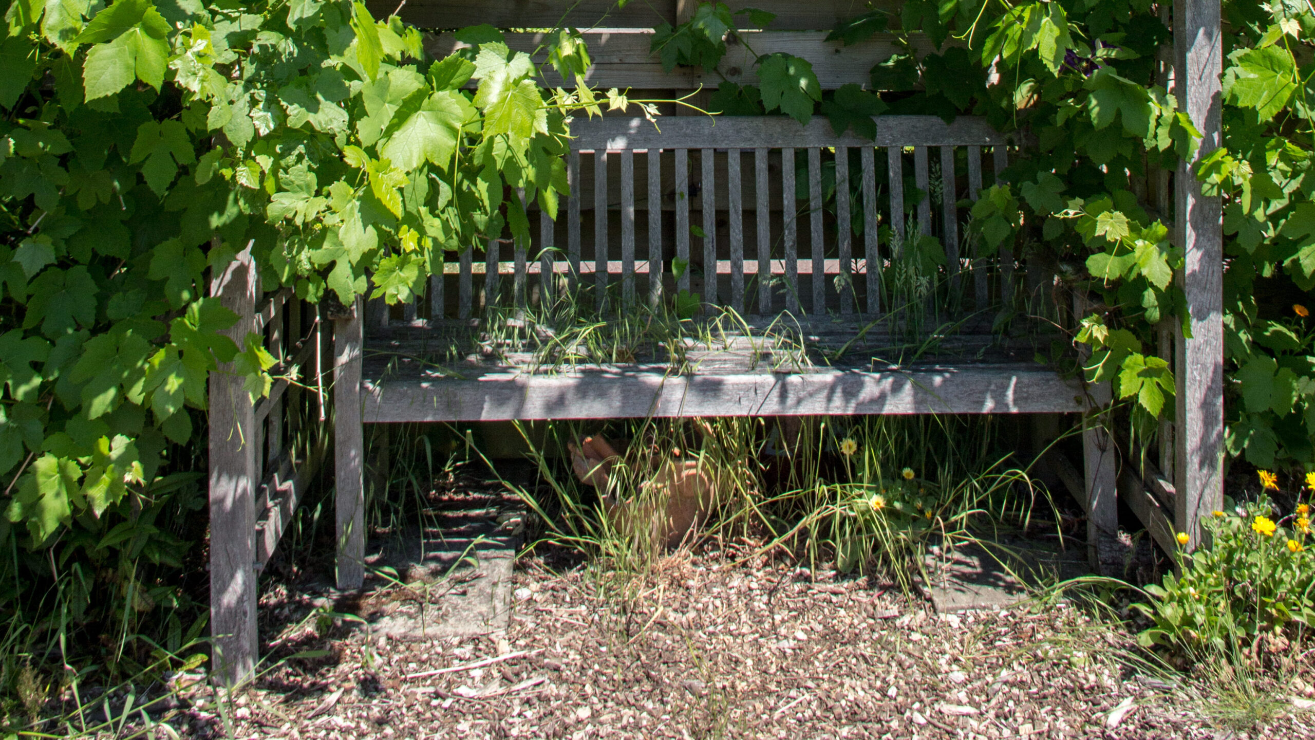 A grapevine grows over the bench in the walled garden. 
Photo: Vicki Brown / CSH. Attribution 4.0 International (CC BY 4.0)