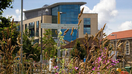 Wildflower meadow in front of Southmead Hospital, Bristol. Photo: Vicki Brown / Centre for Sustainable Healthcare 2021. Attribution 4.0 International (CC BY 4.0)