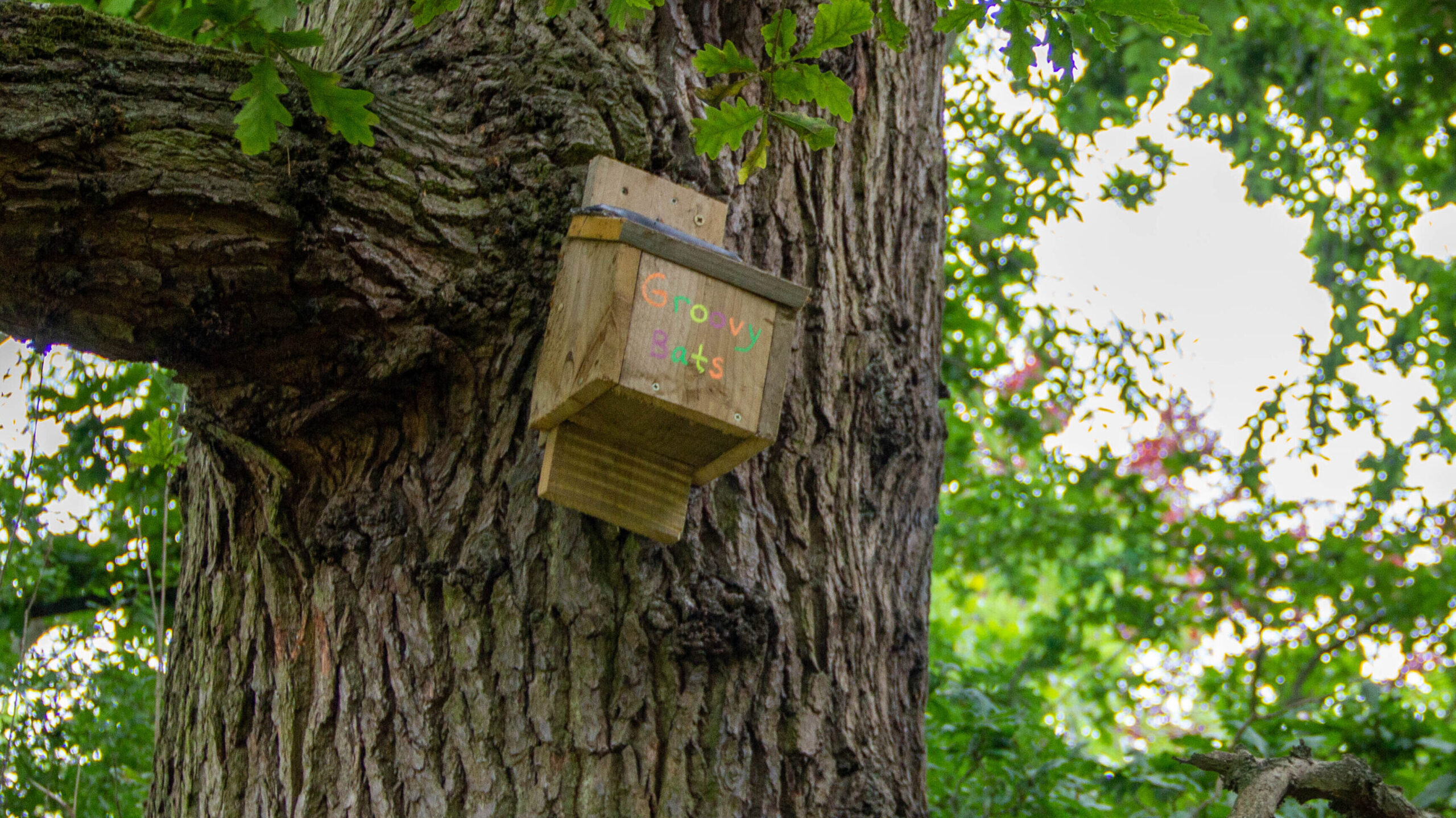 Bird box on the Woodland Walkway at Mount Vernon. Photo: Vicki Brown / CSH July 2022. Attribution 4.0 International (CC BY 4.0)