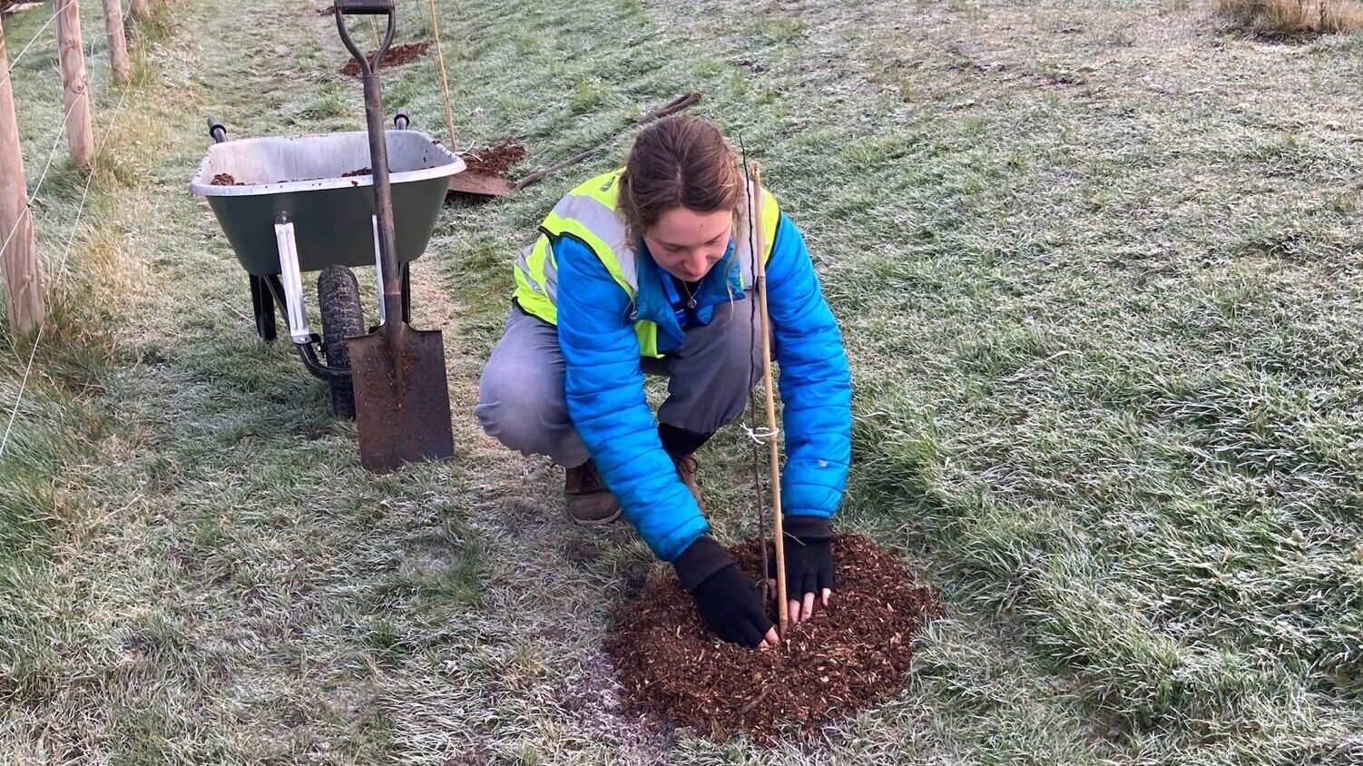 Ranger intern Daisy Tickner mulches a newly planted tree at Southmead Hospital. Photo: Phoebe Webster / Centre for Sustainable Healthcare 2021. Attribution 4.0 International (CC BY 4.0).