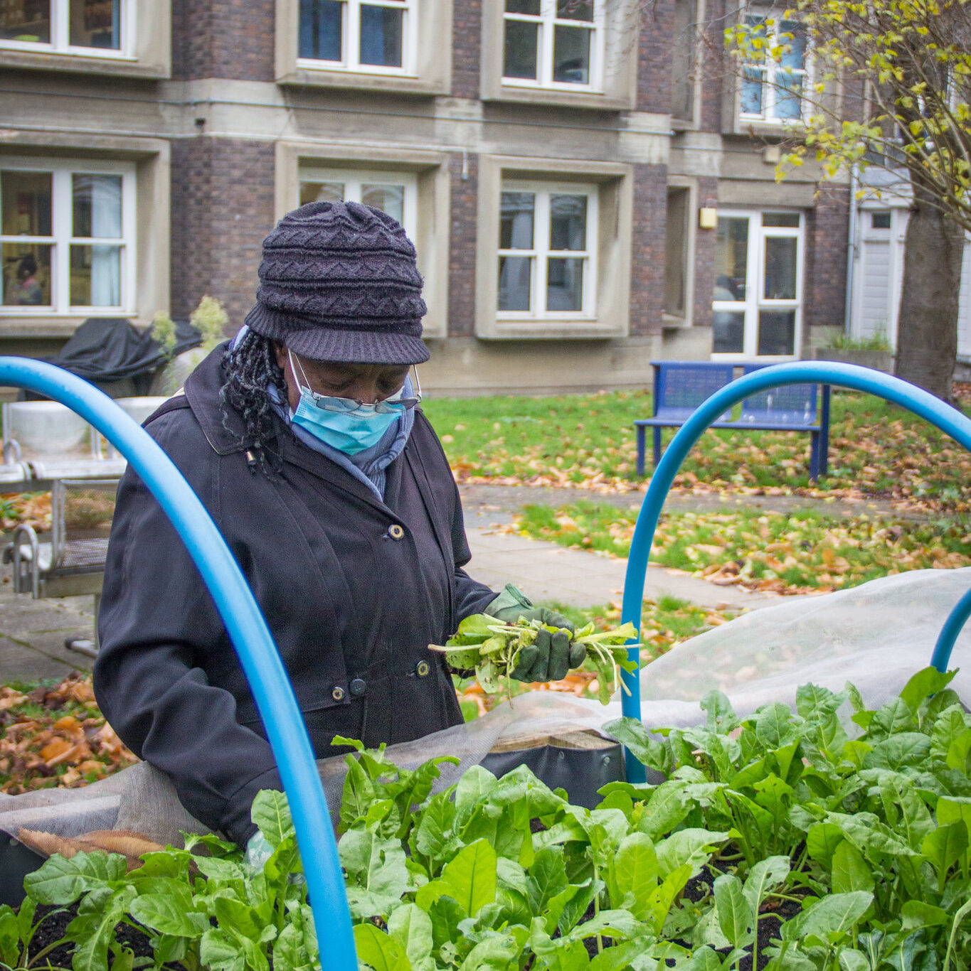 A volunteer gardens at King's Hospital's Jennie Lee Garden, part of Lambeth GP Food Co-op