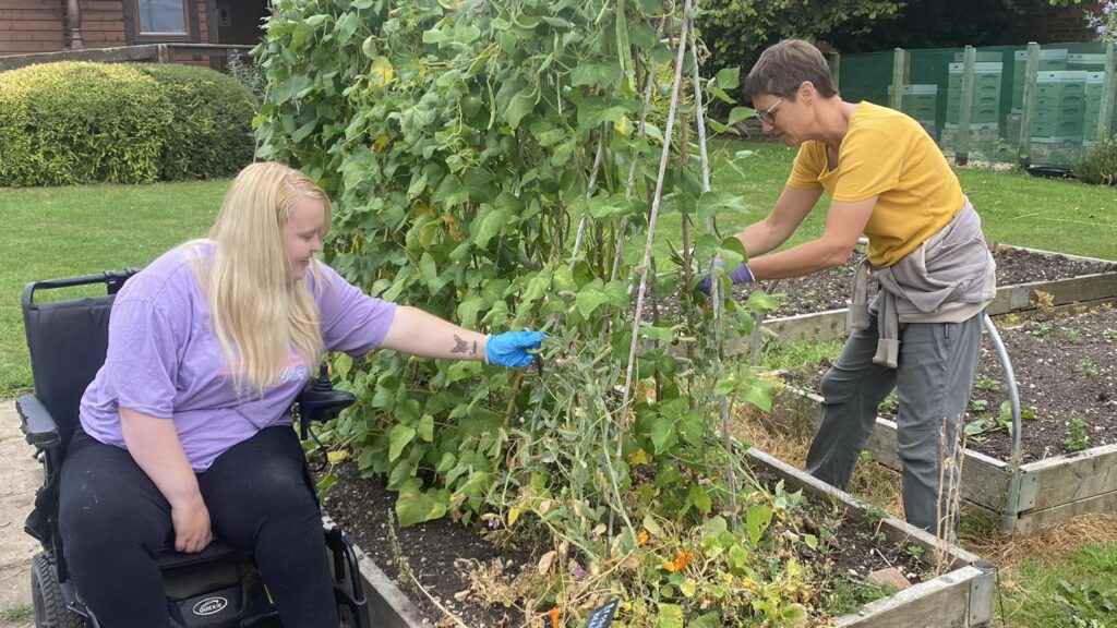 Harvesting peas at Woodfield Park. All rights reserved.