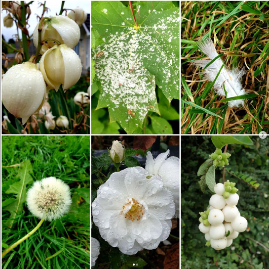 Photos of nature from Southmead Hospital taken by Ellen Devine.