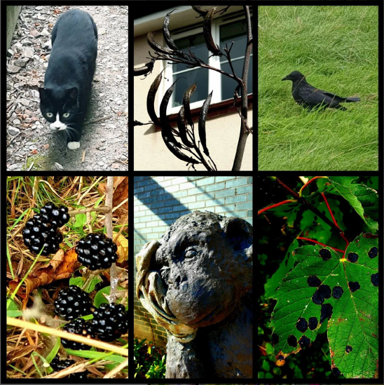 Images of nature from Southmead Hospital taken by Ellen Devine.