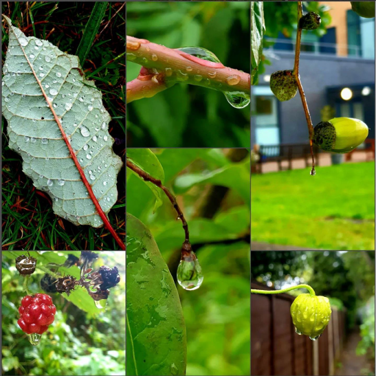 Images of nature from Southmead Hospital taken by Ellen Devine. All rights reserved.