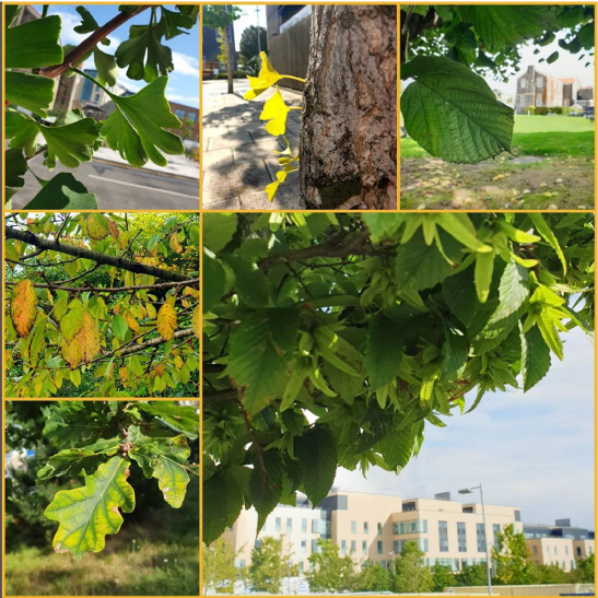 Images of nature from Southmead Hospital taken by Ellen Devine.