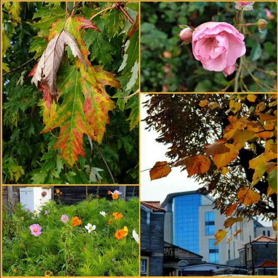 Images of nature at Southmead Hospital taken by Ellen Devine.