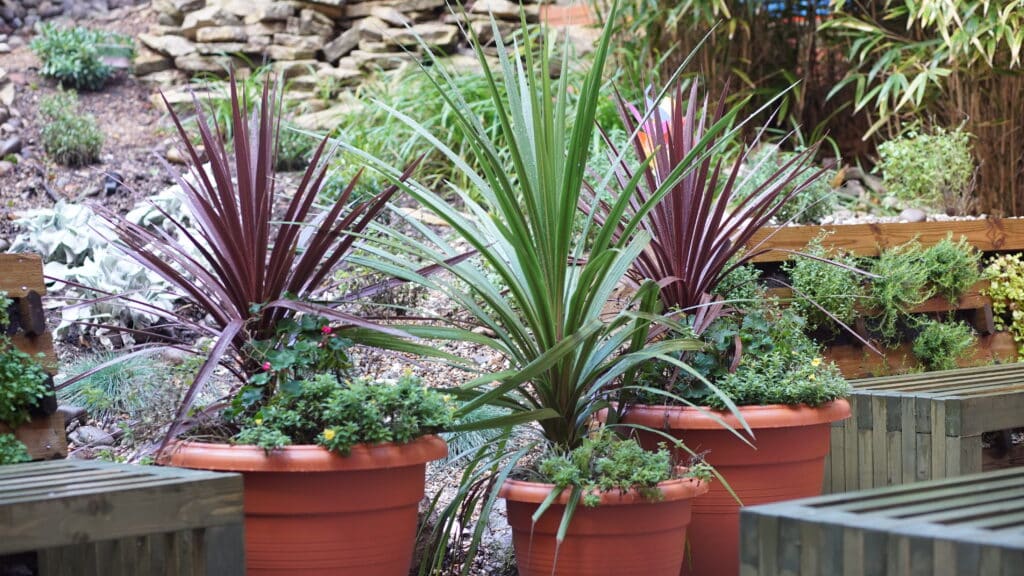 Sensory courtyard garden at Dorset County Hospital. Photo: Una Devlin/CSH, 2025. Attribution 4.0 International (CC BY 4.0)