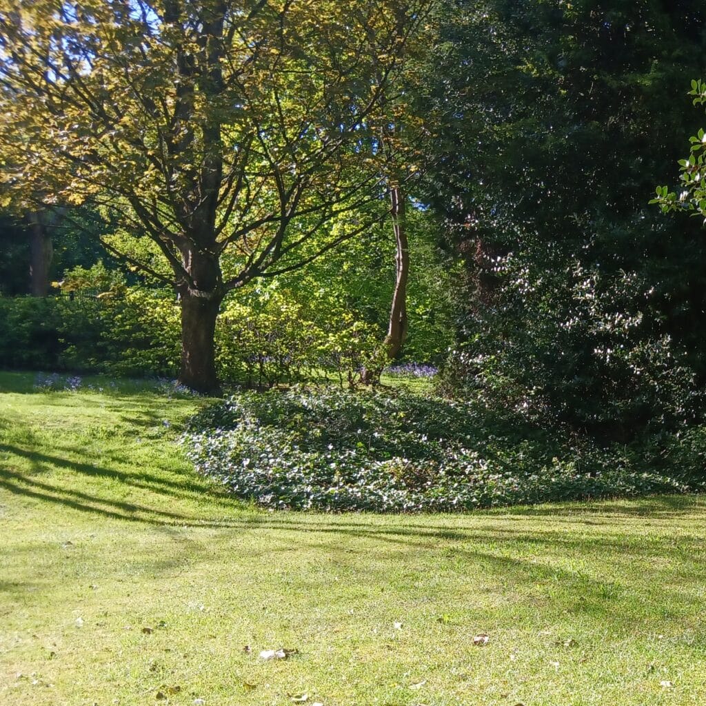 The lawns at Hillbrook. Photo: Ella Dixon/CSH
